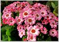 senetti pericallis,xhybtidus,senecio
